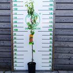 Stĺpovitá hruška (Pyrus communis) ´OBELISK´ - zimná, výška 120-140 cm, kont. C7L